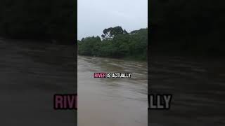 Cowboys Moving Cows by Boat as We Cross the River