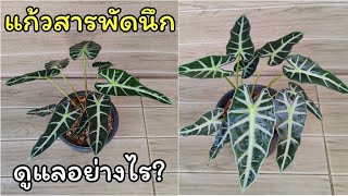 ต้นแก้วสารพัดนึก ดูแลอย่างไร? ไม้มงคลความหมายดี แก้วสารพัดนึก อโลคาเซีย l Alocasia sanderiana Bull