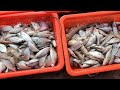 豪哥出海捕捞，收网渔船上密密麻麻都是鱼虾fish and shrimp，太爽了【豪哥深海捕捞】