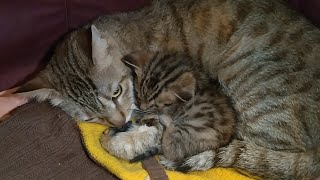 Adorable Cute Kitten Trying To Sleep On Mom Cats Lap He Is Trying To Smell Chicken But Not Eating