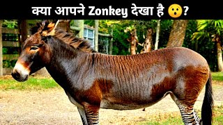 क्या आपने Zonkey देखा है 😯? | Animal Facts | Zonkey | #shorts