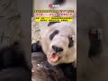 the memphis zoo in the united states released a new update on the giant panda