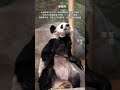 the memphis zoo in the united states released a new update on the giant panda