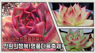 #명품다육철화#마리아철화#마제스타철화#수정철화