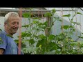 side shooting and training cordon tomatoes cucumber aubergine undercover