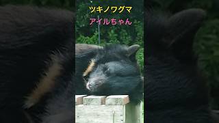 ツキノワグマのアイルちゃん【大股開き😅】  #のんほいパーク #豊橋動物園 #ツキノワグマ #クマ