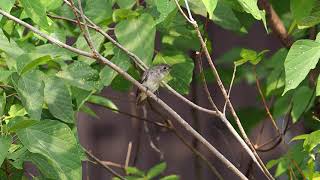 【野鳥】コサメビタキ　Brown flycatcher【birdwatching】