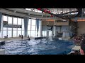 dolphin show イルカ　ショー