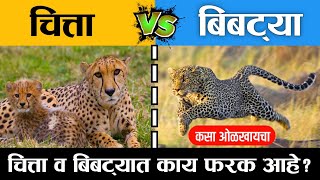 चित्ता vs बिबट्या | चित्ता आणि बिबट्या मध्ये काय फरक असतो ? Difference between cheetah \u0026 leopard?