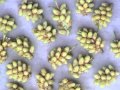 Edible Plants: Pine Pollen