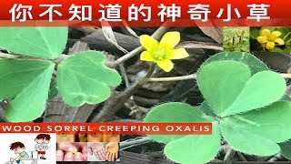 黃花酢醬草的功效与作用.Oxalis corniculata uses.Manfaat Tanaman Semanggi。