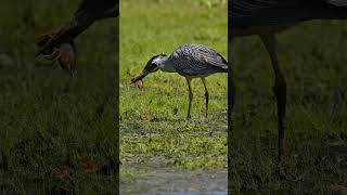 Heron KO Crayfish🦞😲 @1st Round. #birdslover #yellowcrownednightheron #wildlife #8kvideo