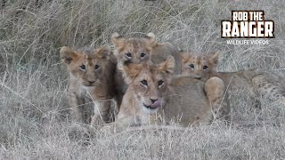 Watch This Lion Pride With Cubs Finishing a Warthog Meal!! | Lalashe Mara Ripoi Safari