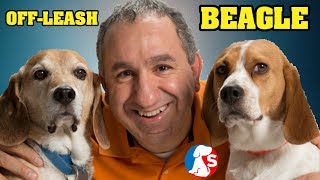 Beagle Training | How To Off-Leash Train Using Simple Solutions and method