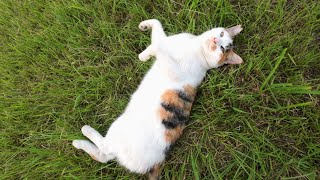 芝生の上に落ちてるかわいい三毛猫ちゃん