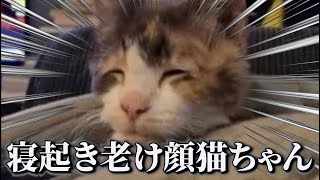 【神回】犬猫のおもしろ動画にツッコミどころ満載なアフレコしてみたｗｗｗ【動物】【ハプニング映像】#29