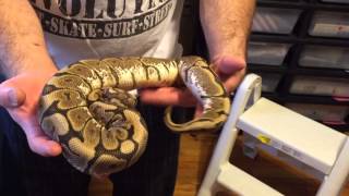 Ball python update part 2. 3/15/15