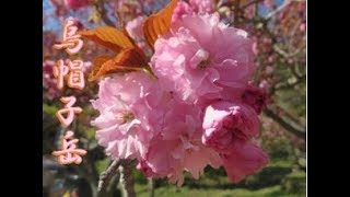 【大分🌸】烏帽子岳のぼたん桜２０１９＠豊後大野市｜平成最後のぼたん桜