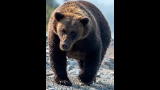 9 Horrific Bear Attacks From Around The World