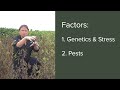 understanding green stem in soybeans