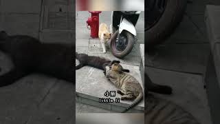 【搞笑动物配音】“该原子吐息了” #cat #萌宠 #pets #萌宠 #萌寵 #寵物 #萌寵 #寵物 #funny #可愛 #cute #可愛動物 #可愛 #可愛動物 #animals