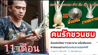 รากตะขาบทำไม่สำเร็จต้องทำใหม่ #รากตะขาบ#คนรักชวนชม