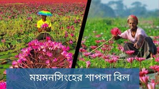 ময়মসিংহের অন্যতম সৌন্দর্য পূর্ণ স্থান ত্রিশালের চেচুয়া বিল ( Chechuya Beel )।ময়মনসিংহের শাপলা বিল