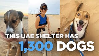 Meet the UAE Shelter Saving 1,300 Dogs 🐶