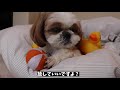 【シーズー】寝起きにおもちゃ遊びに誘ったら……こうなりましたwww｜犬vlog