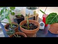 Philodendron Gloriosum Growth Timelapse