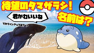 魚、待望のタマザラシゲット！！名前は？