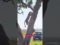 Seen Leopard climbing a tree & eating his kill? We saw in Masai Mara, Kenya! #shorts #viral #africa