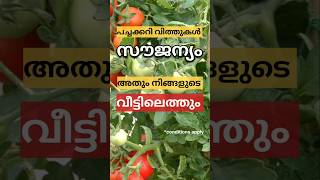 സൗജന്യമായിട്ട് *ഇവർക്ക് പച്ചക്കറി വിത്തുകൾ | vegetable seeds#krishi#adukkkalthottam#garden