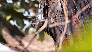 コゲラのドラミング・大(4K映像) / Pygmy Woodpecker's Drumming (4K)