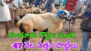 BIGGEST SHEEP BAKRA GUDUR SHEEP MARKET 6 1 2023 గూడూరు గొర్రెల సంత లో విత్తన పొట్టేళ్ళ ధరలు