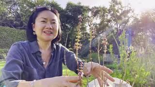 Picking Sweet Basil Seeds | เก็บเมล็ดพันธุ์โหระพาจากบ้านแม่ย่ากลับไปปลูกที่บ้านต่างรัฐในอเมริกา