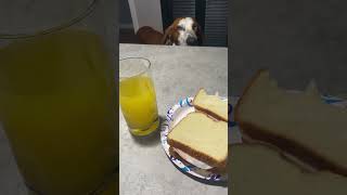 Breakfast be like with a Coon hound