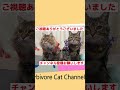 shorts ネコの耳掃除の注意点 cat ear cleaning precautions 耳掃除 注意点 ネコ