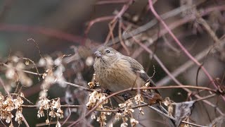 宮ヶ瀬湖 早戸川林道のベニマシコ（雌）その１１４（4K60P動画）