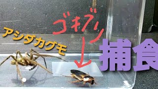 【アシダカグモの飼育】アシダカグモVSゴキブリ【捕食】