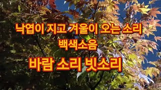 낙엽이 지고 겨울이 오는 소리 바람소리 겨울비