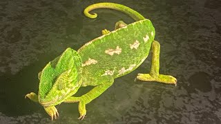 حرباء 🦎