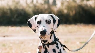 How to Choose the Perfect Name for Your Dalmatian Puppy
