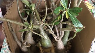 Pinagputulan ng Adenium Root Stock.. Pwedeng Itanim, patubuin, pabulaklakin at i-graft..