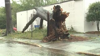 Columbia trees fall during Hurricane Ian