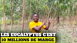 Les Eucalyptus gênèrent 10 000 000FCFA de marge sur 10ha après 2.5 années.