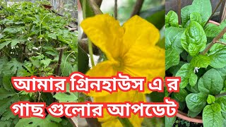 Amar Shokher bagan 2023| আমার গ্রিনহাউস এর  গাছগুলোর আপডেট / কি কি দেশি সবজি লাগালাম গ্রিনহাউস এ