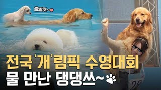 (※귀염 주의) 하늘과 물을 지배하기 위해 전국에서 모인 댕댕이들!! 그들만의 개치열한 대회, 누가 이겼개~~?