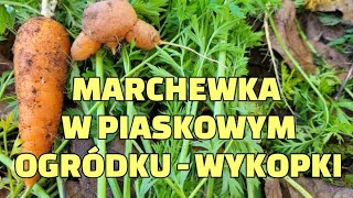 Marchewka w piaskowym ogródku - wykopki.