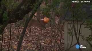 Poor deer gets head caught in plastic Halloween pumpkin